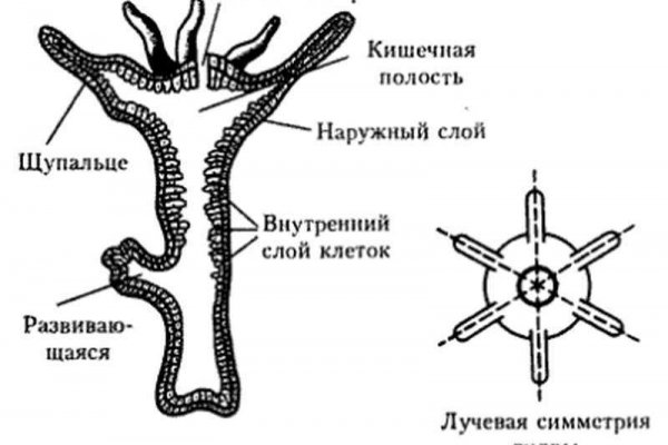 Кракен сайт kr2web in